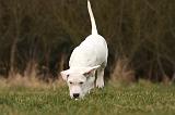 DOGUE ARGENTIN 147